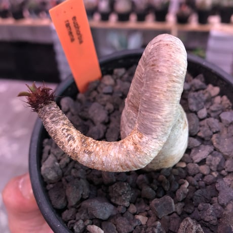 euphorbia ramena《M size》※ぽっこり塊根の上、特に絶妙な捻くれ加減が堪らないラメナ‼︎希少南アフリカ物※mad black bowl pot植え