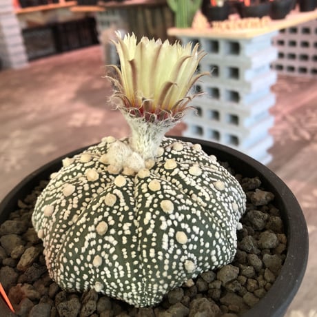 astrophytum asterias var.偏平super 兜《L size》大変大きくそして白い‼︎希少偏平super兜‼︎　※店主国内管理７年株  ※mad black pot植え