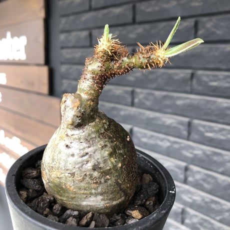 pachypodium gracilius《小さめM size》まん丸球体&一部green肌※現地球発根後店主国内管理1年株※大変球体感強くまん丸で愛くるしい一株※mad black pot植え