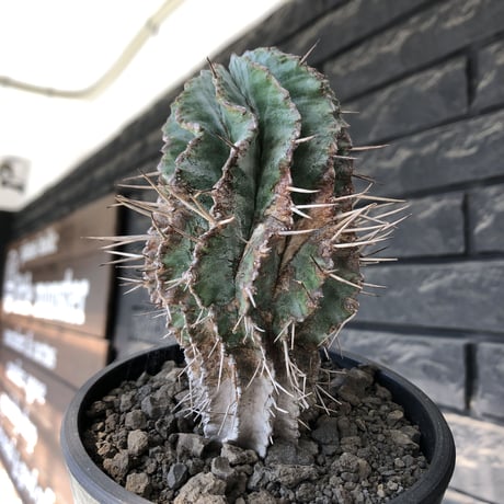 euphorbia horrida《大きめM size》※現地球発根後店主国内管理6年株※ワイルドな木質化に荒々しく刺々しい出立ちの一株※mad black pot植え