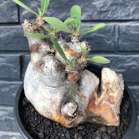 pachypodium brevicalyx《L size》※現地球発根後店主国内管理5年株※美術的interior性高きゴツゴツ肉々しい装いの低重心株※mad black pot植え