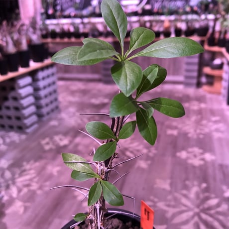 fouquieria  diguetii《M    size》再入荷お知らせ通知分※mad black pot植え