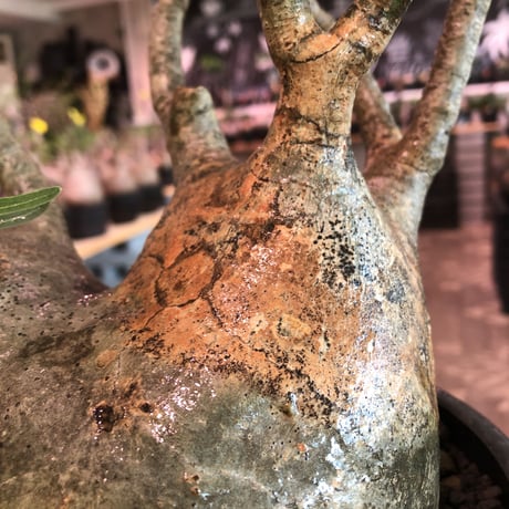 packypodium  gracilius《LL size》W-he'd株※現地球発根済株※店主国内管理6年株※良バランス＆現地焼け＆短枝ぼってり選抜株‼︎※mad black bowl pot植え