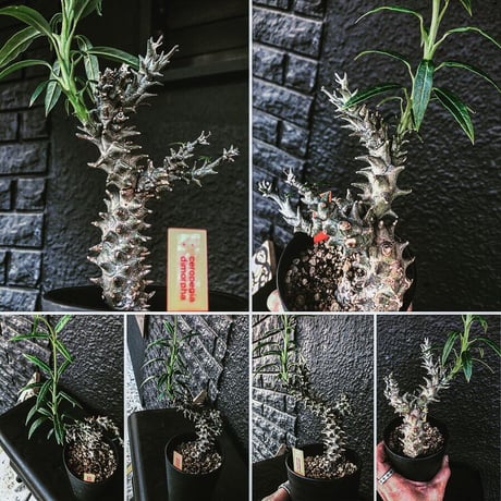 ceropegia   dimorpha《M size》