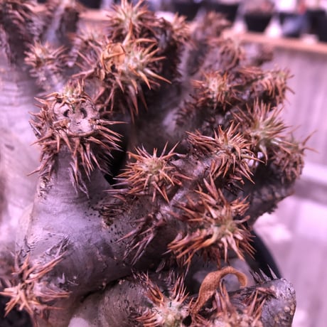 packypodium brevicalyx《L L size》※現地球発根済み株 ※落葉済み株‼︎※キモカッコ良すぎる枝振りと表皮質感が堪らない‼︎※浅鉢植え✨驚愕‼︎1周年感謝株No.④