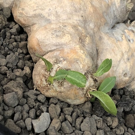 pachypodium  brevicaule恵比寿笑い《M size》※現地球発根済株※より偏平さが強く、肌質や肌カラーが大変綺麗な笑い‼︎今後流通少なくなります※浅鉢植え