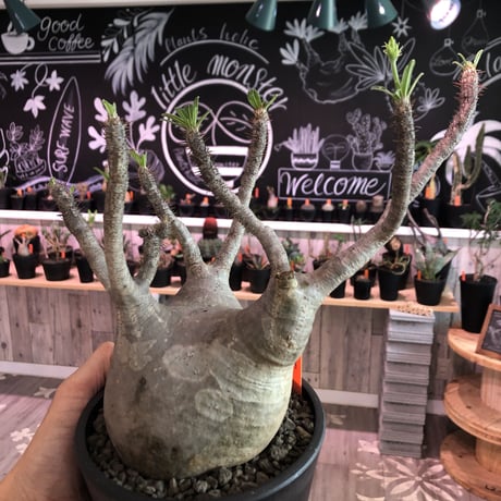 packypodium  gracilius  《L size》 ※Instagram post株   mad black pot植え  ※店主国内5年管理株 （限定1株）