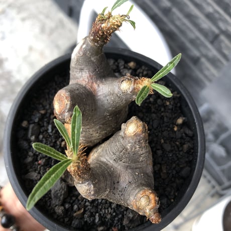 pachypodium gracilius《大きめS size》両 A面&w-he'd株※現地球発根後店主国内管理2年株※ぼってり愛くるしさ100%な一株※mad black bowl pot植え