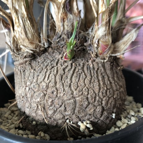 calibanus   hookeri《M size》