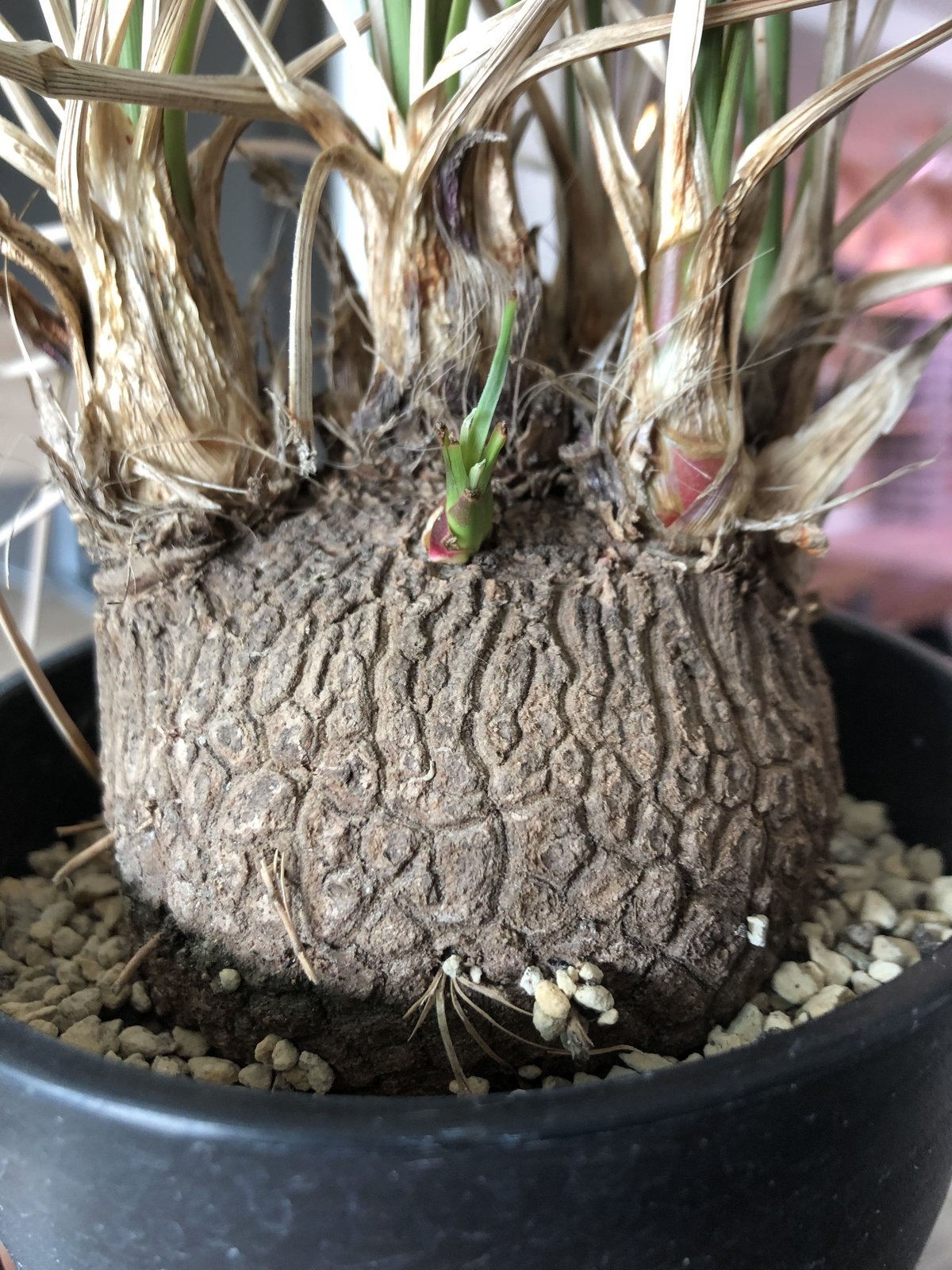 calibanus hookeri《M size》 | plants holic