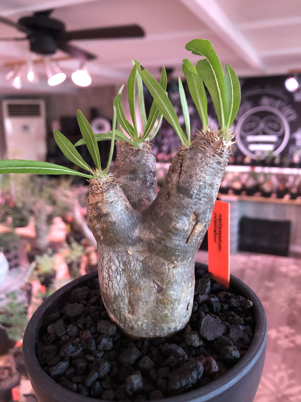 【希少】パキポディウム　イノピナツム　発根済み　大きめ 希少】パキポディウム イノピナツム 発根済み 大きめ packypodium