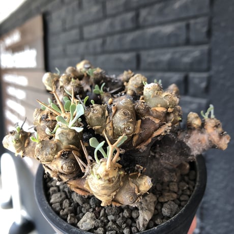 othonna  euphorbioides《L size》black肌※現地球発根後店主国内管理5年株※極太低重心&ボコボコ半端なき枝振りが堪らない良樹形※mad black pot植え