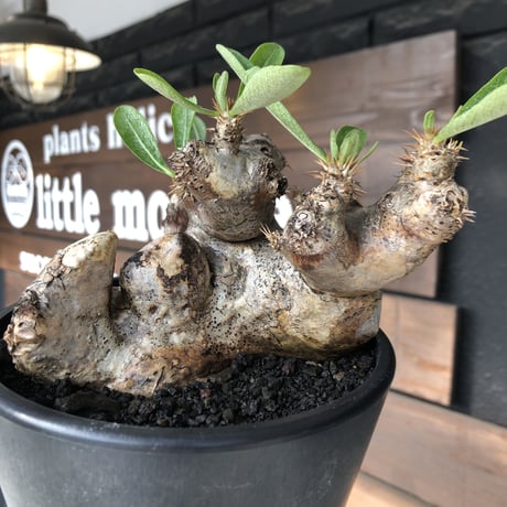 pachypodium brevicalyx《L size》※現地球発根後店主国内管理5年株※美術的interior性高きゴツゴツ肉々しい装いの低重心株※mad black pot植え