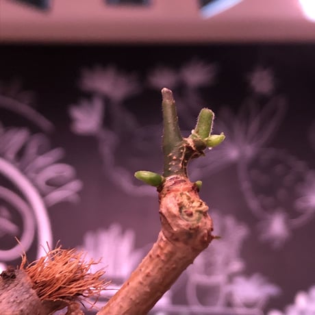 cyphostemma laza《大きめM size》※成熟株の証である表皮のメクれがありつつも大変美しい株質‼︎※限定2株