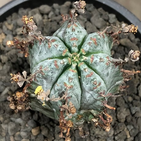 euphorbia horrida var.norveldensis《大きめS size》※現地球株発根済※激希少‼︎どっしり樹形にビンテージ感も強き渾身の一株‼︎※black bowl pot植え