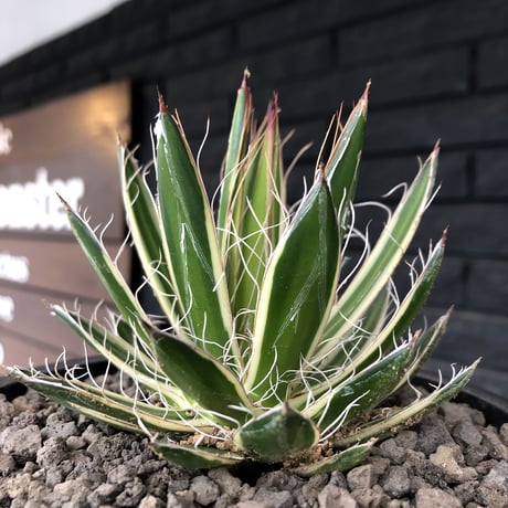 agave filifera ssp.schidigera班入り《M size》※現地球発根後店主国内管理2年株※大変美しくそして締まり良き一株‼︎※mad black bowl pot植え