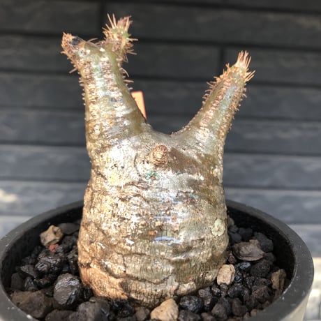 pachypodium  gracilius《S size》希少ニ頭枝美株※現地球発根済株※店主国内管理2年株※極balanceな樹形にニ頭枝なかわいいグラキ※mad black pot植え