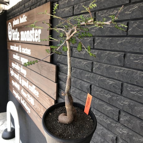 operculicarya decaryi littmon seed🌱 《5年株》※成長早く例年変化を感じ育てられる上、weight低く作り込んだ上品仕立て選抜株※mad black pot植え