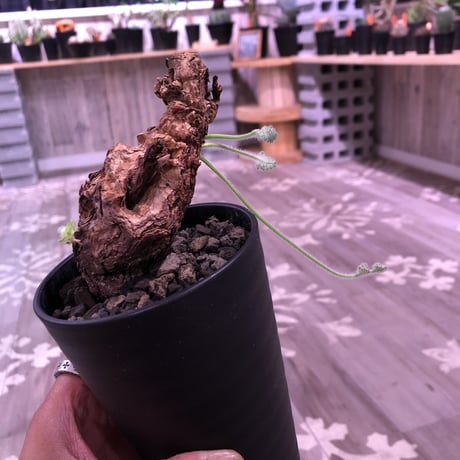 pelargonium  triste《M size》