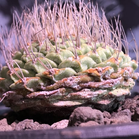 strombocactus 菊水《M size》希少‼︎現地球発根済株※店主国内管理8年株※激希少株の上、美しい樹形で堪らない良きサイズ感‼︎※mad black bowl pot植え