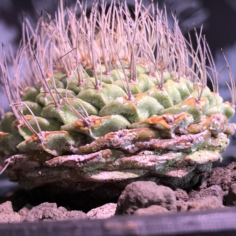 strombocactus 菊水《M size》希少‼︎現地球発根済株※店主国内管理8年