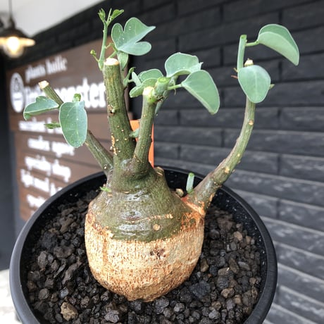 adenia spinosa《M size》球体可愛すぎる一株※現地球発根後店主国内管理3年株※まん丸低重心樹形に肌カラーが可愛すぎて堪らない※mad black pot植え