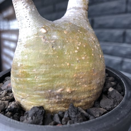 pachypodium gracilius《大きめS size》希少yellow肌※現地球発根後店主国内管理3年株※ぼってり樹形に特化したカラーが可愛い装い※mad black pot植え