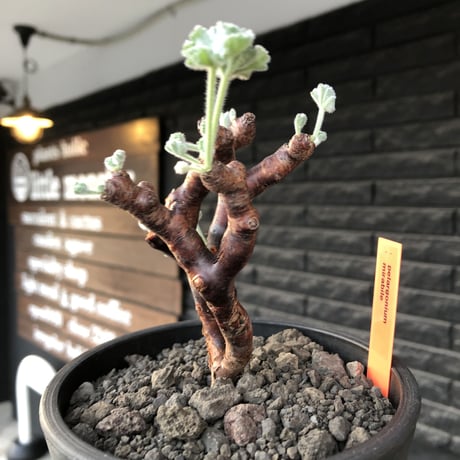 pelargonium  mirabile《M size》※現地球店主国内管理4年株※愛おしく堪らない冬型の人気者‼︎幹太め良枝振り※mad black pot植え