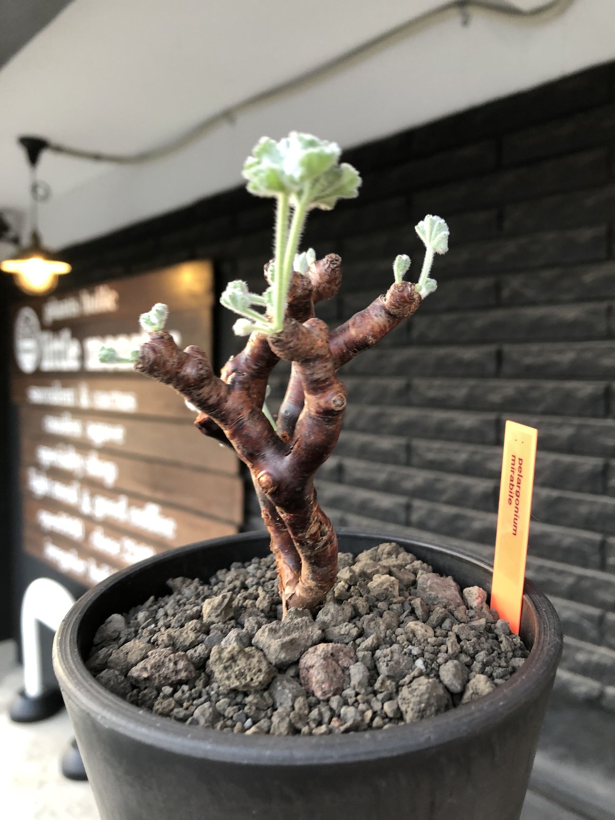 \"Pelargonium mirabile\" ペラルゴニウム ミラビレ isla del pescado - Pelargonium mirabile-ペラルゴニム・ミラビレ