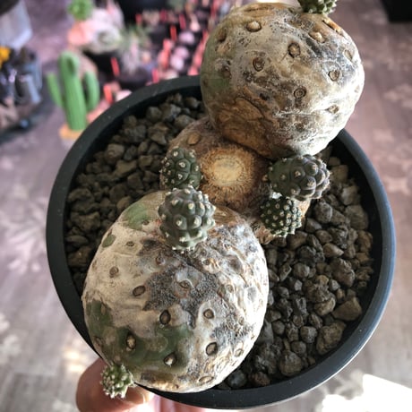 tephrocactus geometricus 《LL size》激希少‼︎※現地球株発根済※実生株＆カキ仔株でないと流通がほぼないため所持率も極めて低き渾身の一株※black bowl pot植え