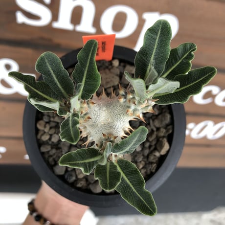 pachypodium tackyi《小さめM size》希少種‼︎gr※littmon seed3年株※白く美しくちぢれ葉が堪らなくかわいすぎる一株※mad black pot植え