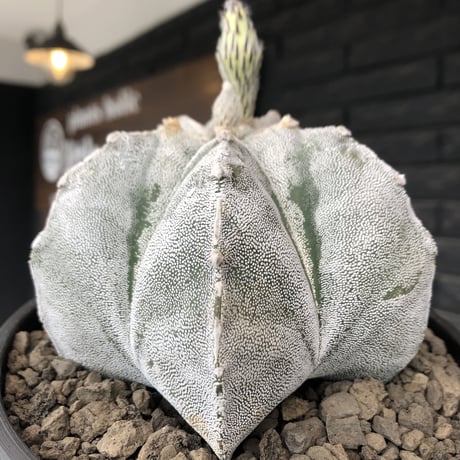 astrophytum 恩塚ランポー玉《L size》※店主国内管理6年株※ビッグサイズ且つ大変美しい白肌が堪らない※mad black bowl pot植え