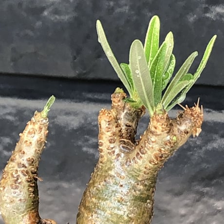pachypodium gracilius《大きめS size》希少‼︎green肌＆現地焼け肌※現地球発根後店主国内管理2年株※かわいい樹形に荒々しい現地焼けも魅力※mad black pot植え