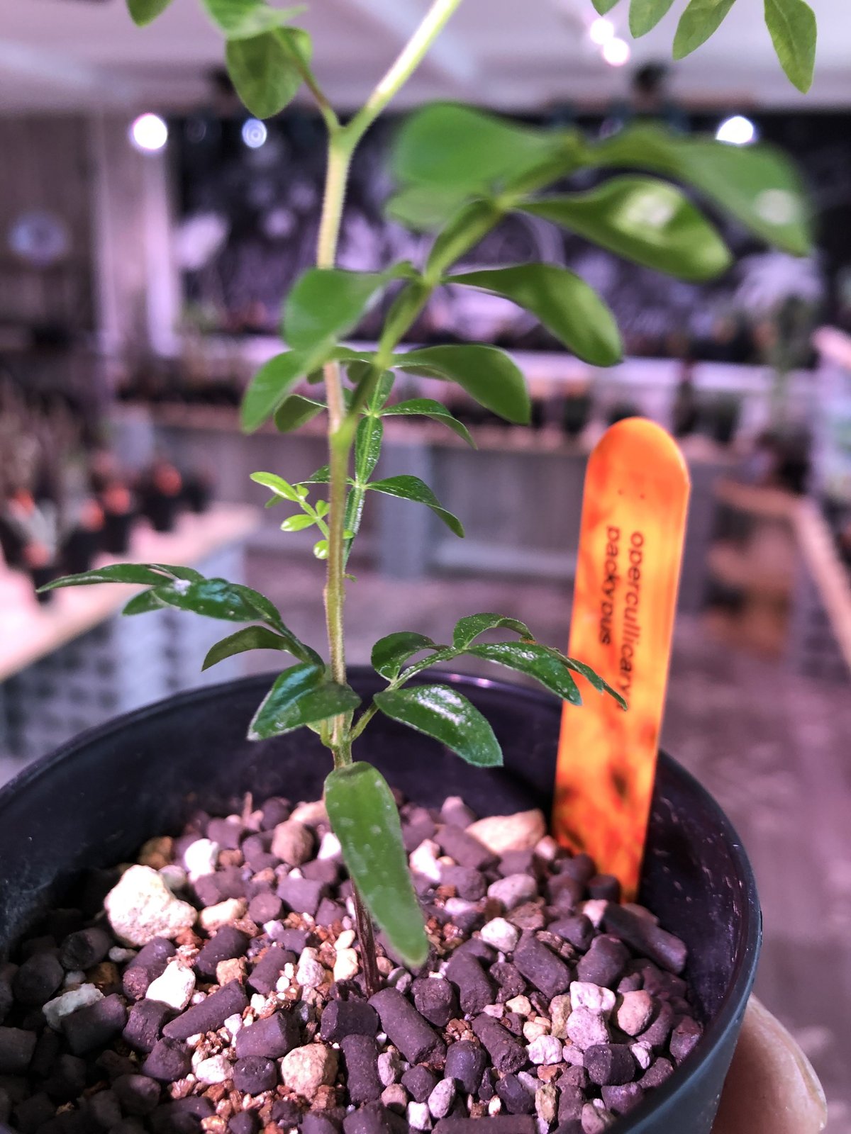 実生　パキプス　8年　大株 大株 オペルクリカリア パキプス φ 15cm［No.44］ × 根本峻吾 作