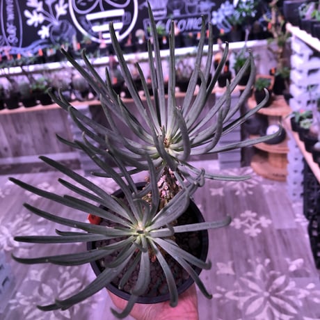 tylecodon  wallichii  和名＝奇峰錦《大きめM size》※大変綺麗且つwildなワリチー※店主管理4年株※ mad black pot植え