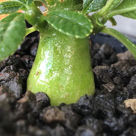 希少‼︎ dorstenia gigas《S size》littmon  seed🌱（実生株）※大変枝振り含め将来へ高期待できる激選抜株‼︎ ※mad black pot植え