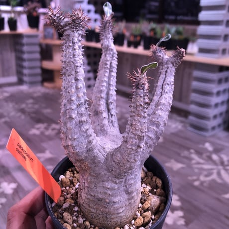 packypodium    cactipes《M size》発根済み株‼︎ 美株‼︎