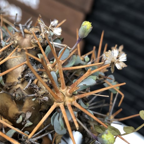 othonna  euphorbioides《L L size》※現地球発根後店主国内管理6年株※極太幹のどっしり構え&良枝振りvolume満点樹形※mad black pot植え