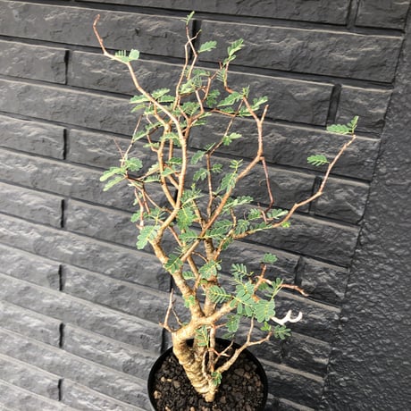 senna  meridionalis《  L L  size》※現地球発根済株※店主国内管理5年株※大変極上のbigセンナ‼︎幹曲がり仕立ての上、幹幅も太く！激オススメ株‼︎※tall pot植え