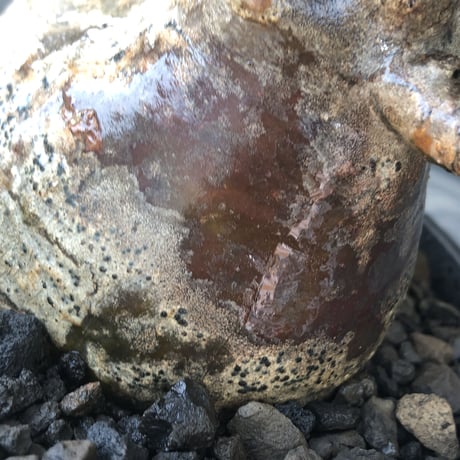 pachypodium gracilius《L size》※現地球発根後店主国内管理5年株※ぼってり良樹形な両A面‼︎選抜グラキ※mad black pot植え