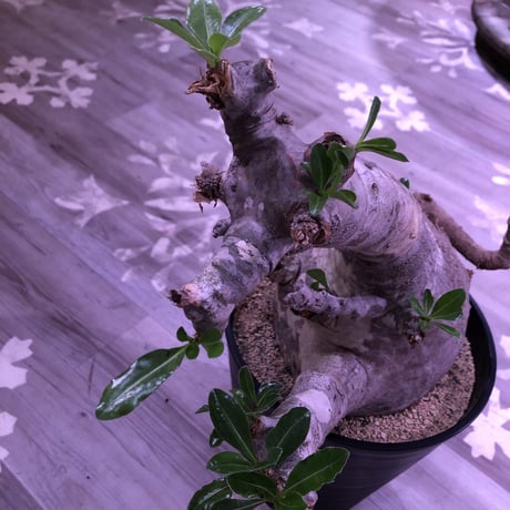 packypodium  saundersii《XXL  size》