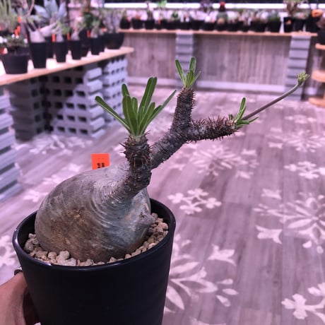 packypodium  gracilius《小さめM size》※現地球株  発根済み株‼︎  丸め株（限定11株）