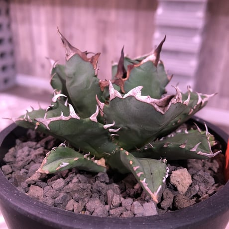 agave     titanota《M  size》Sよりのサイズ感で成熟株の装い   mad  black  pot植え