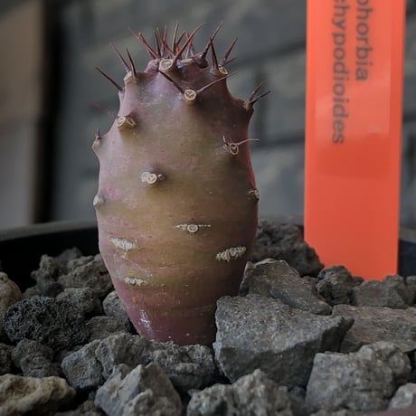 euphorbia  pachypodioides《S size 》※littmon seed🌱※まだまだ小振りが故に今後の成長過程をより感じられる一株※mad black pot植え