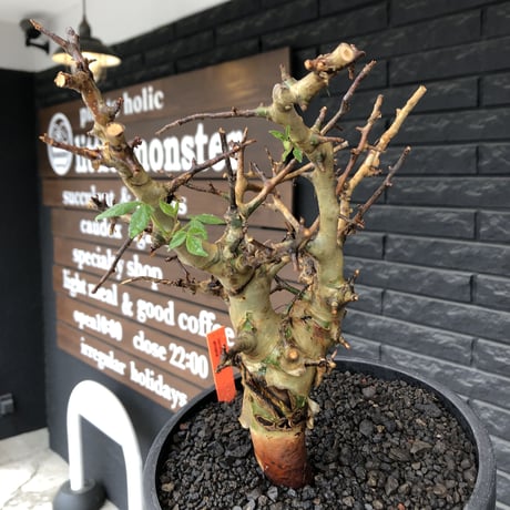commiphora  africana《L size》※現地球発根後店主国内管理4年株※美しさ&成熟感二面性感じるweight低き良樹形株※mad black bowl pot植え
