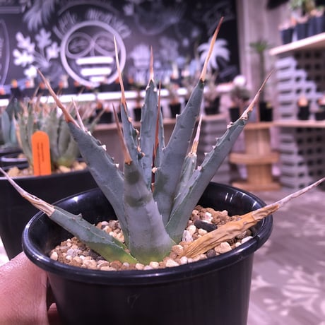 agave    utaensis  eborispina《S size》