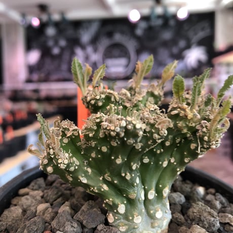 dorstenia  cristata 希少綴化株《L size》※ワイルドに躍動した装いに良き枝振りの一株※mad black bowl pot植え