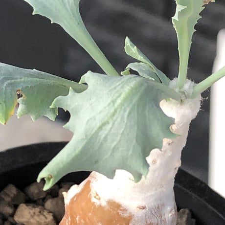 othonna cyclophylla《M size》※現地球株発根済※淡い冬型らしいカラーのギザギザ葉がかわいいシクロフィラ※black pot植え