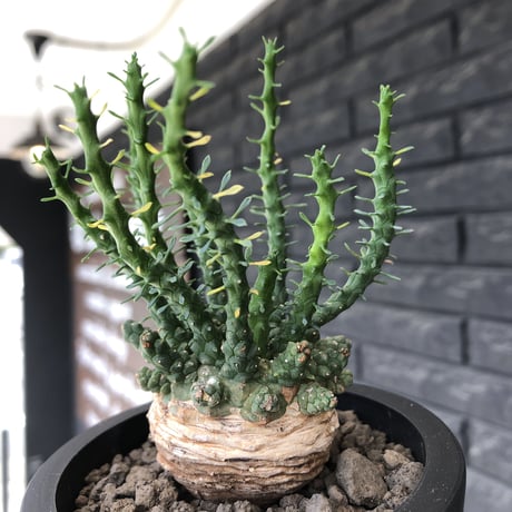 euphorbia gorgonis《大きめM size》※現地球発根後店主国内管理2年株※人気🐙タコもの‼︎美多肉質葉&木質wild塊根の二面性が魅力※mad  black pot植え