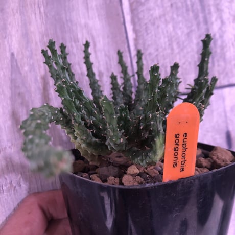 euphorbia     gorgonis《M size》